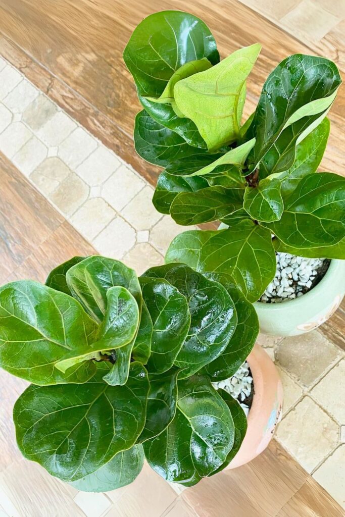 fiddle leaf fig for spring