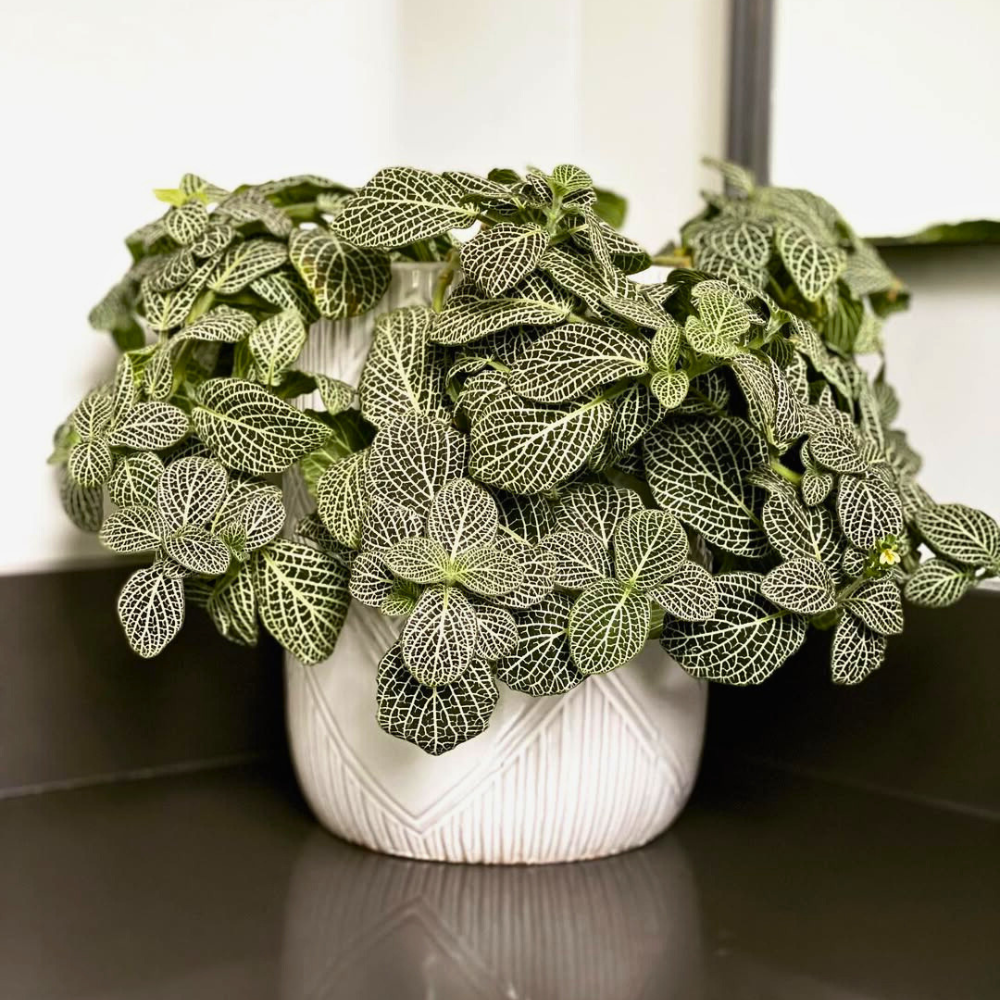 fittonia for bedroom 1