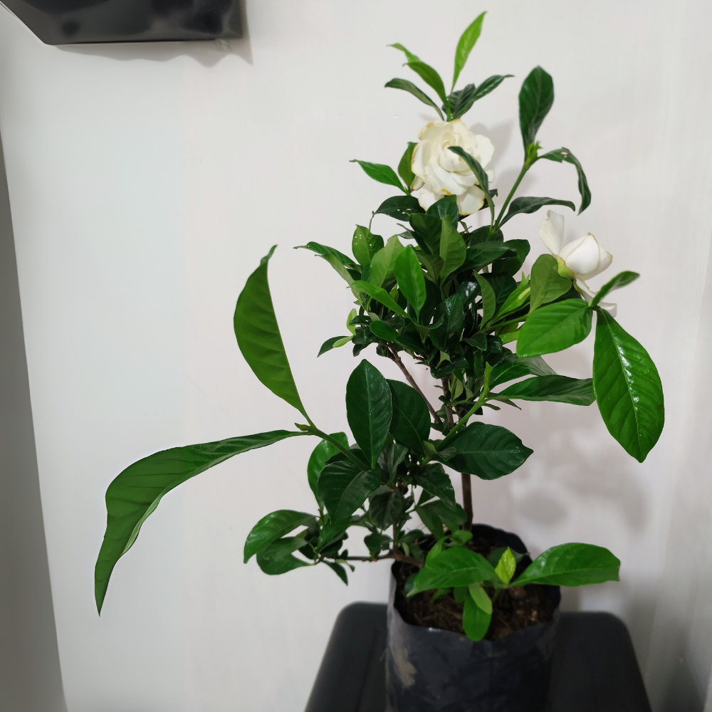 gardenia for bedroom 1