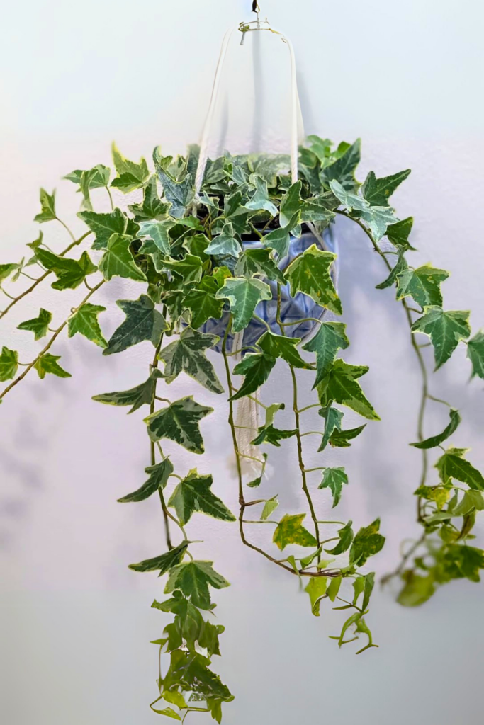 hanging english ivy for bedroom
