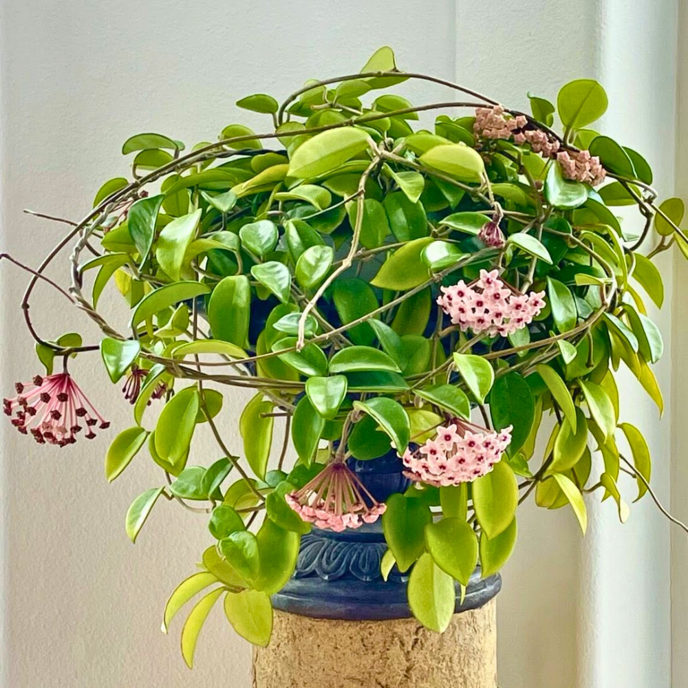 hoya for bedroom