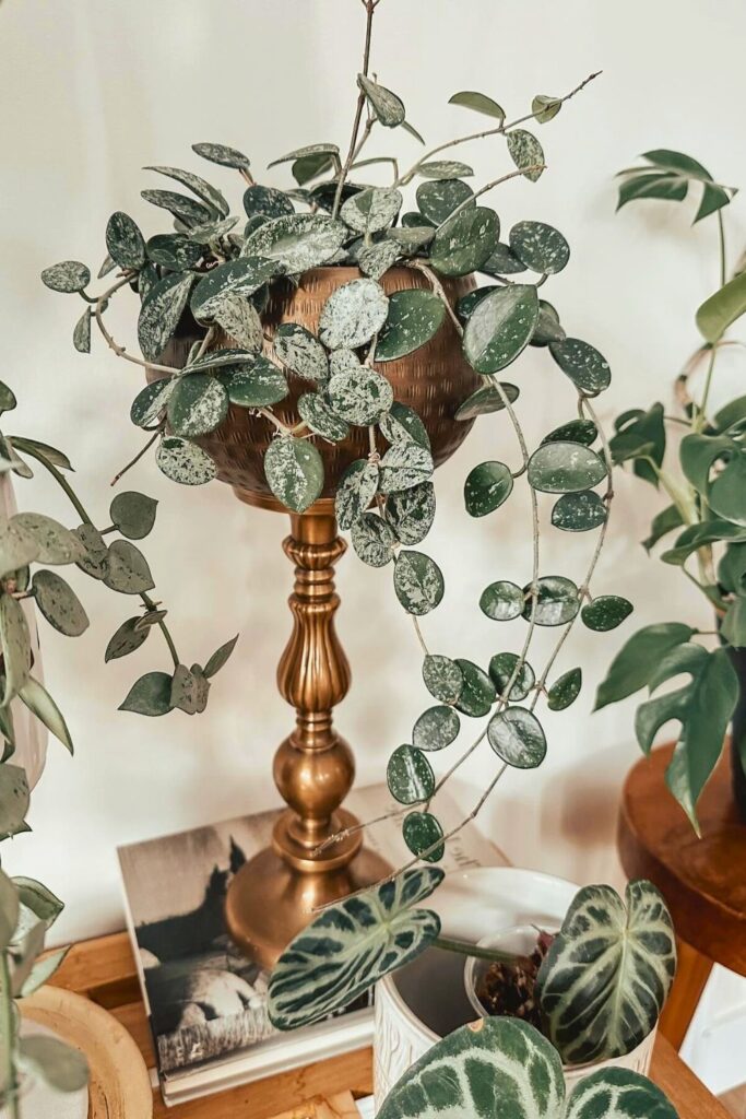 hoya for spring