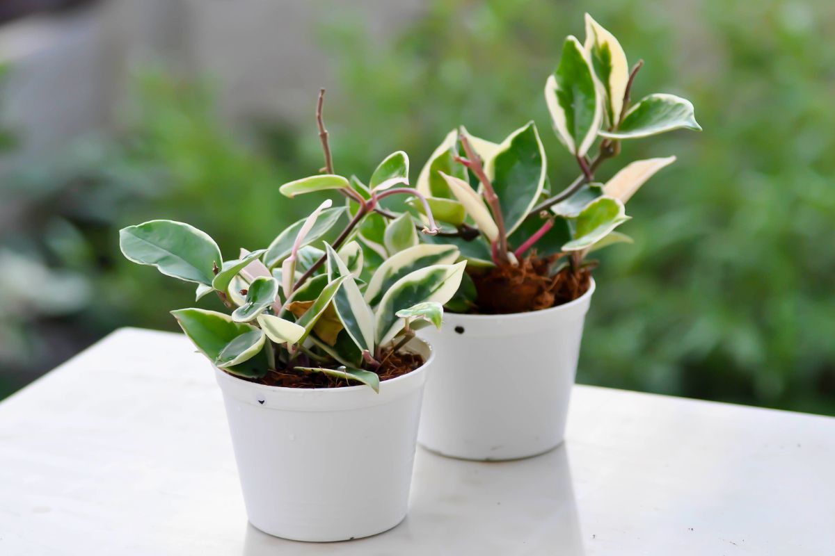 Indoor Care Guide for Hoya Plants | Houseplant Alley