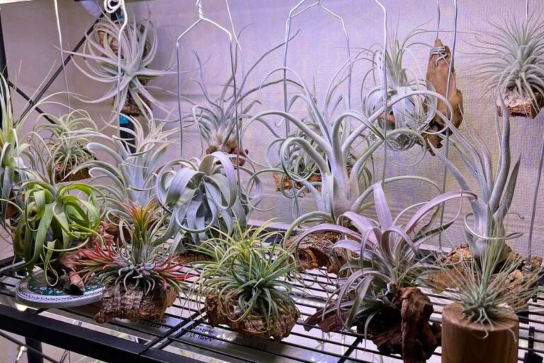 indoor air plant care