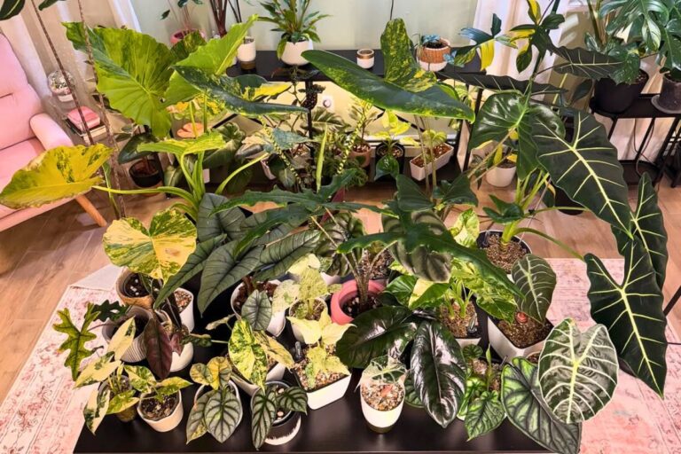 indoor alocasia care
