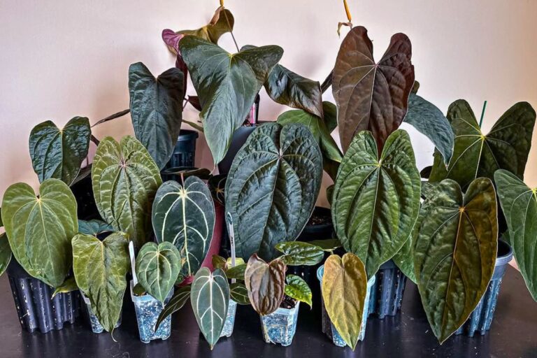 indoor anthurium plants care