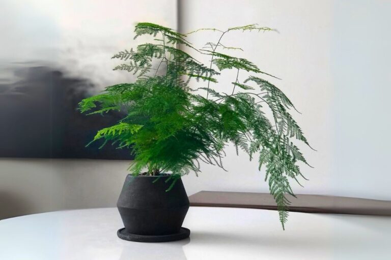 indoor asparagus fern care