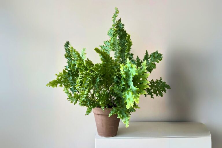 indoor blue star fern care