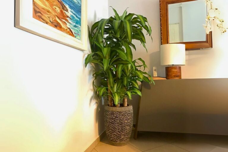 indoor corn plant care