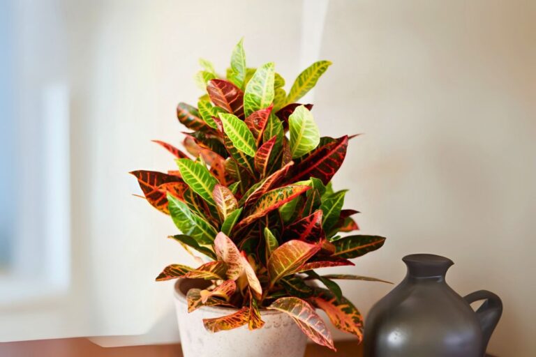 indoor croton care