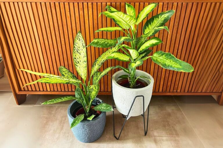 indoor dieffenbachia care