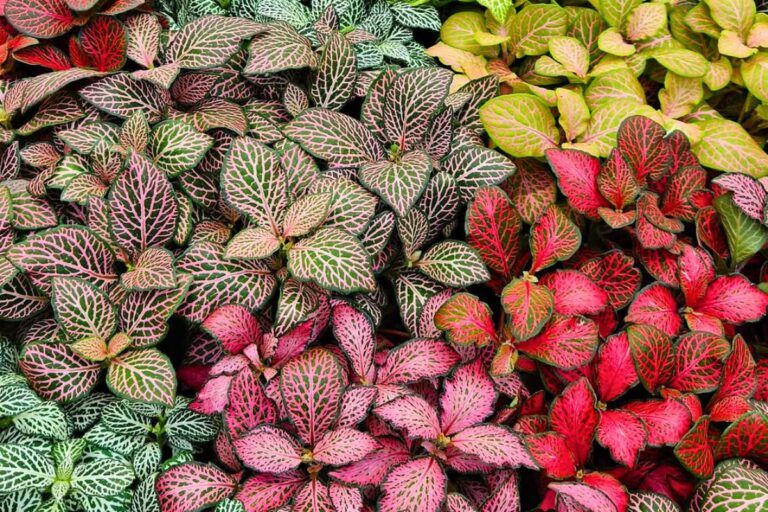 indoor fittonia care