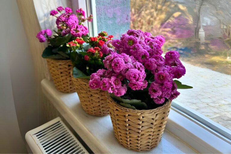 indoor kalanchoe care