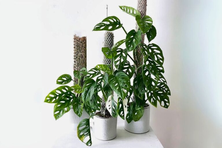 indoor monstera adansonii care