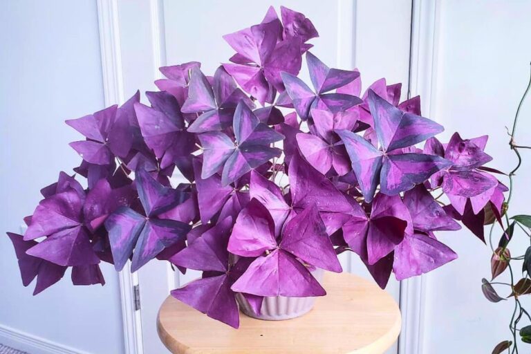 indoor oxalis care