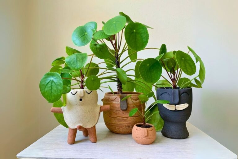 indoor pilea care