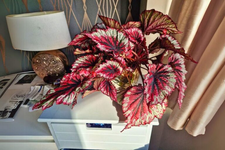 indoor rex begonia care