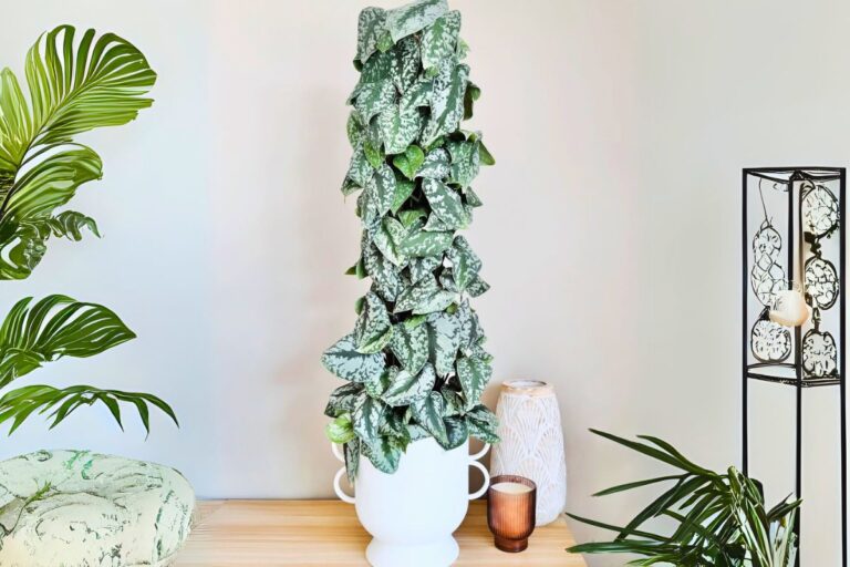 indoor scindapsus pictus care