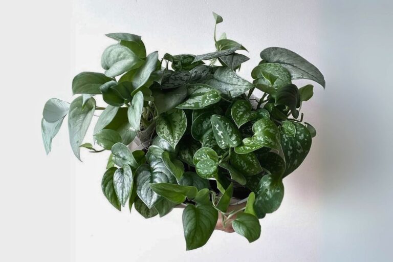 indoor scindapsus plants care