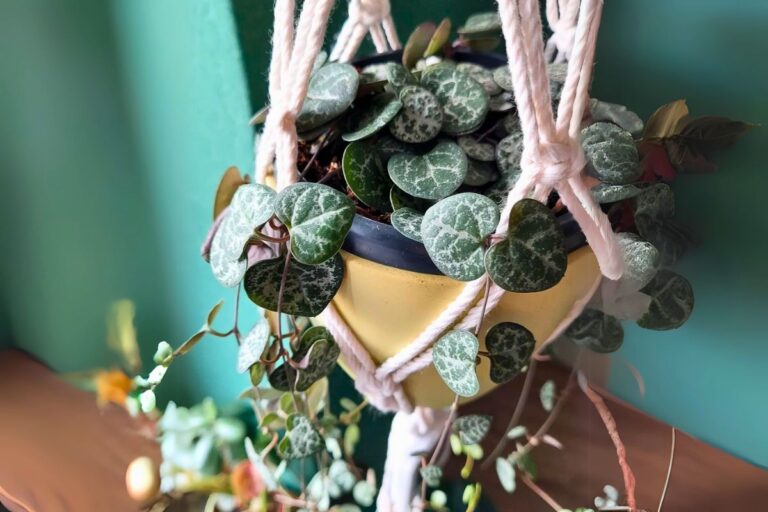 indoor string of hearts care