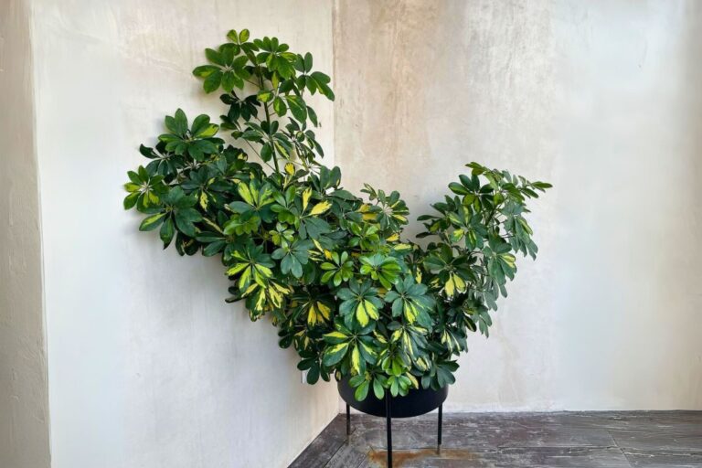 indoor umbrella plant care