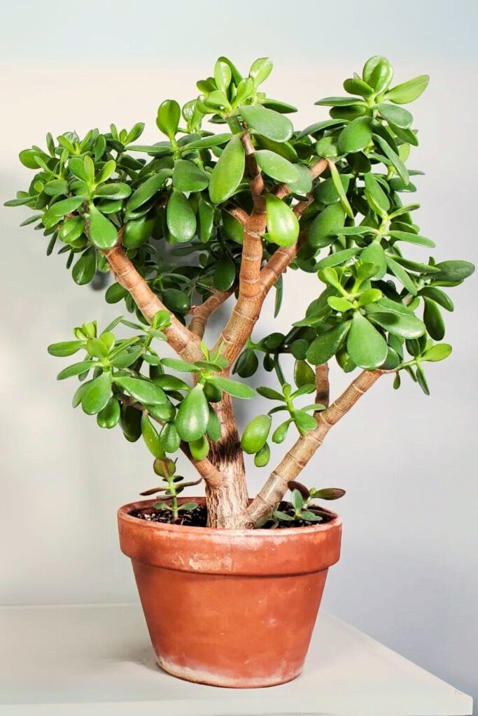 jade plant for spring