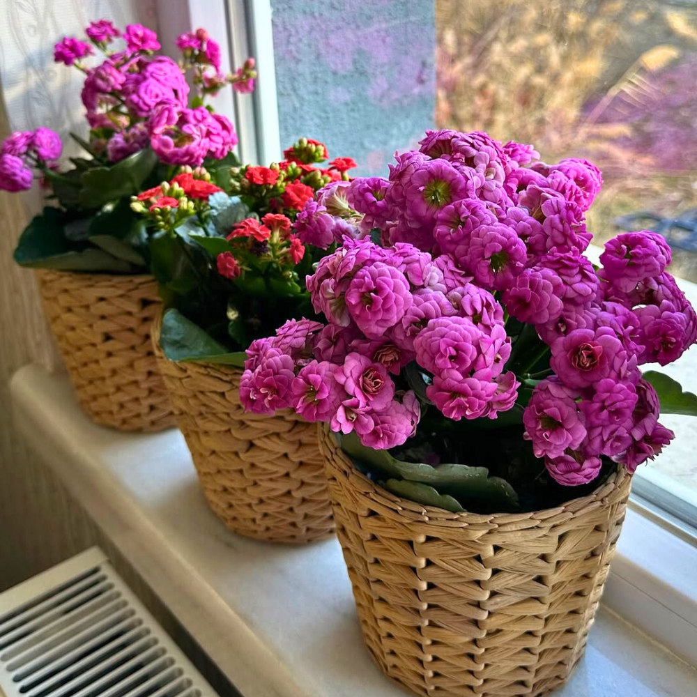 kalanchoe for bedroom 1