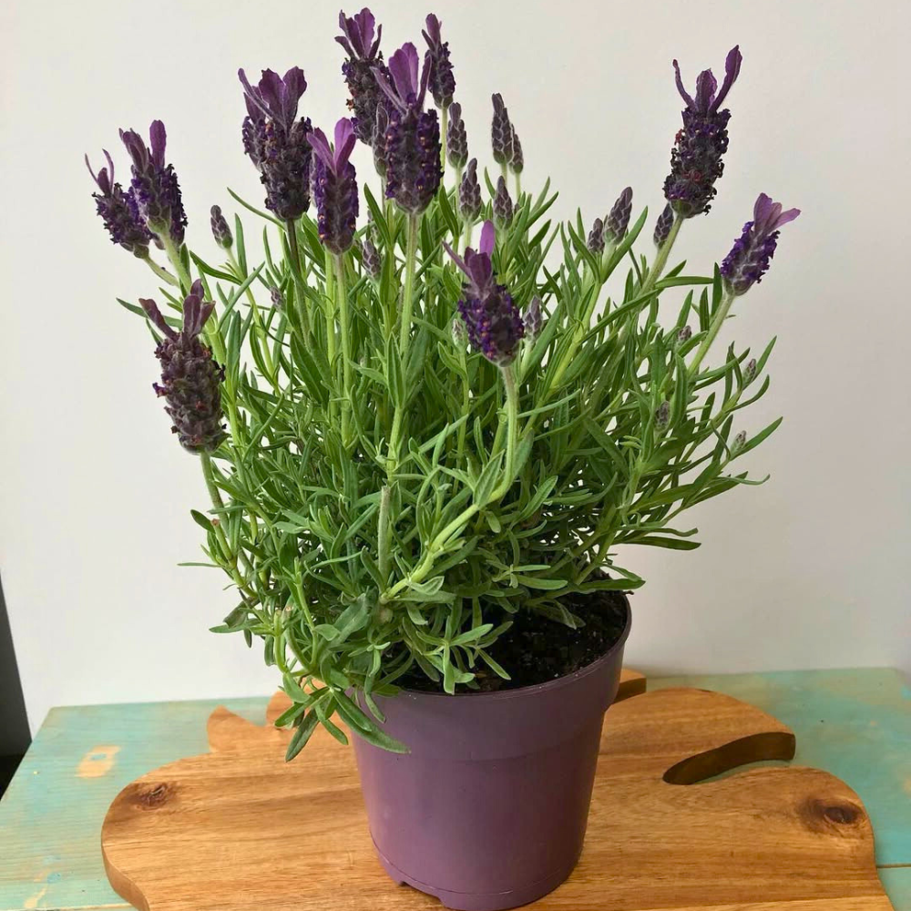 lavender for bedroom