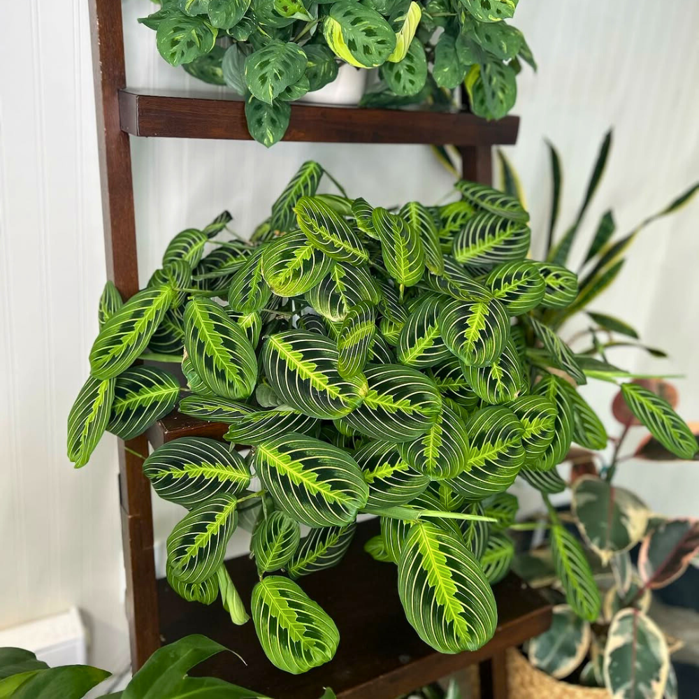 maranta for bedroom 1
