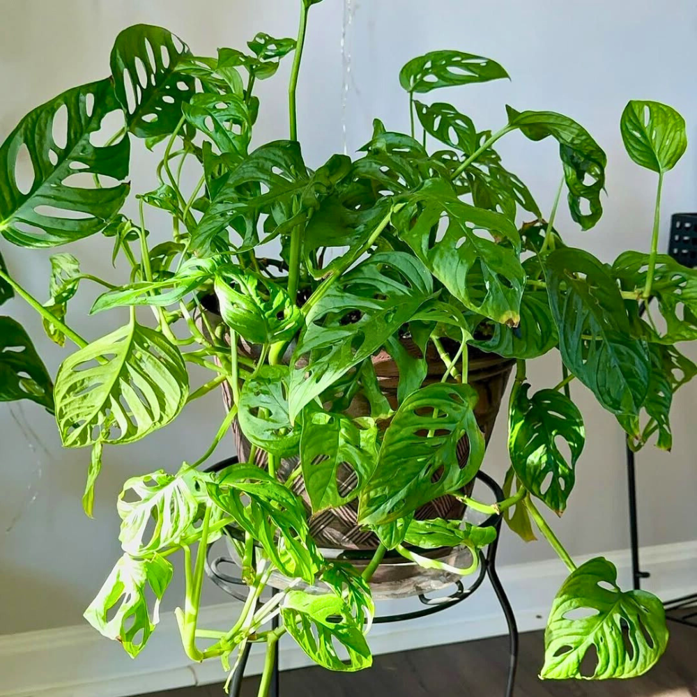 monstera adansonii for bedroom 1