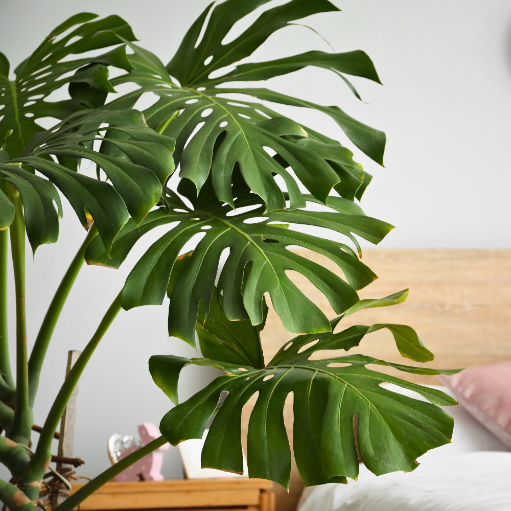 monstera deliciosa for bedroom 1