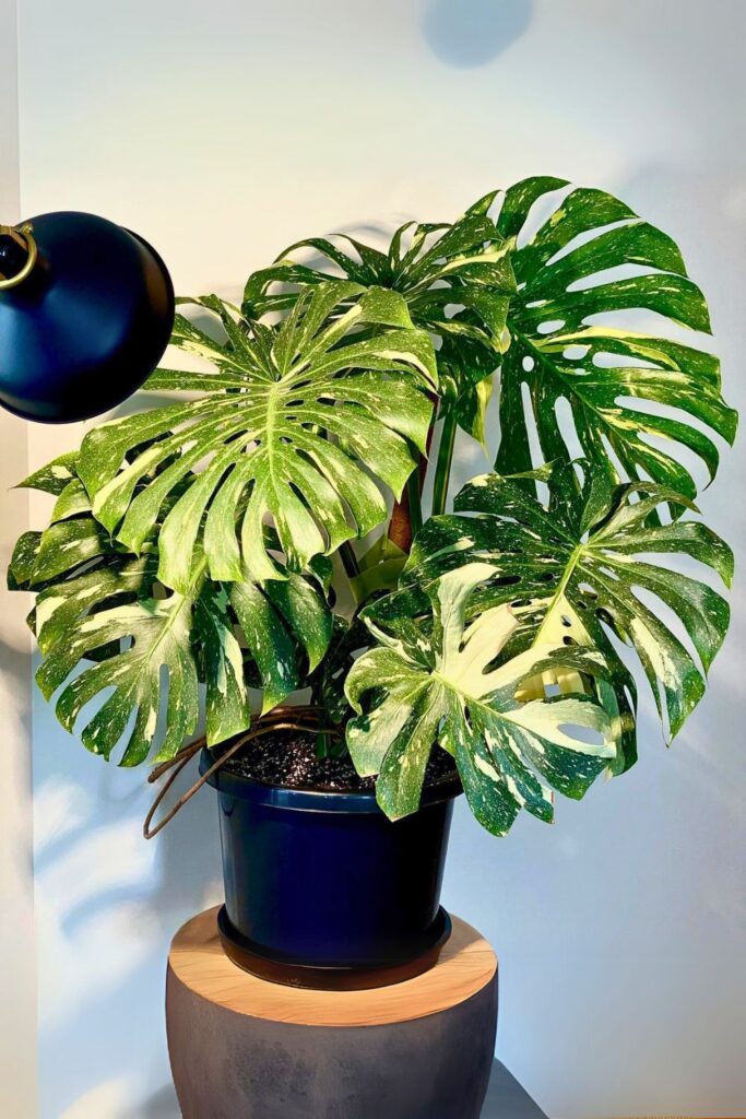 monstera deliciosa for spring