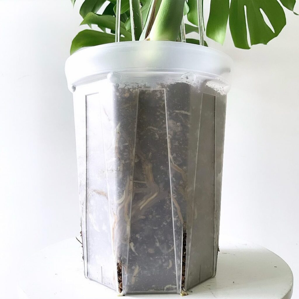 monstera deliciosa soil