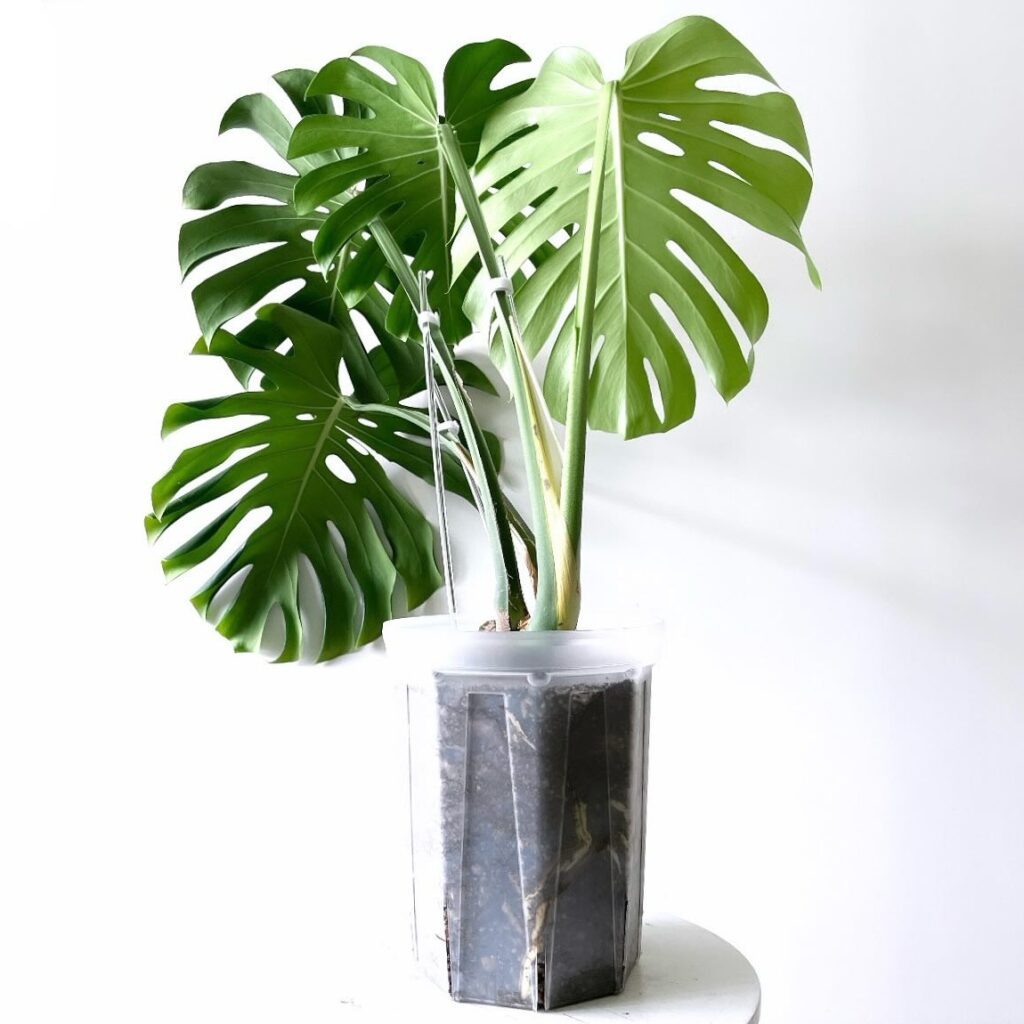 monstera deliciosa soil recipe 2