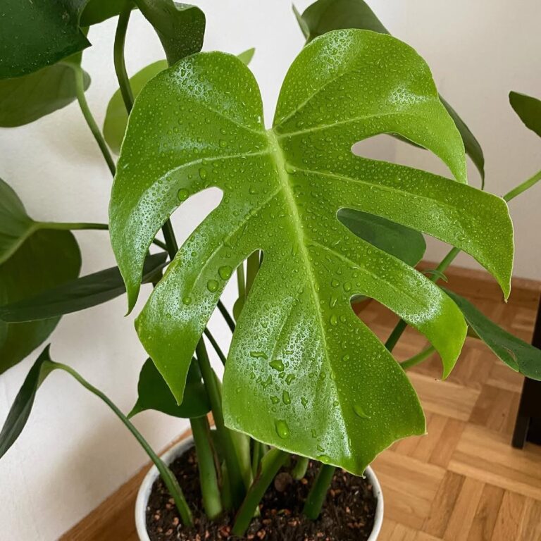 Monstera Deliciosa: The Art and Science of Fenestration | Houseplant Alley