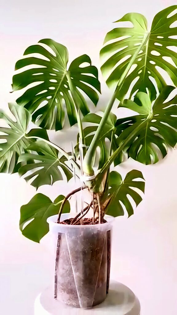 monstera plant soil