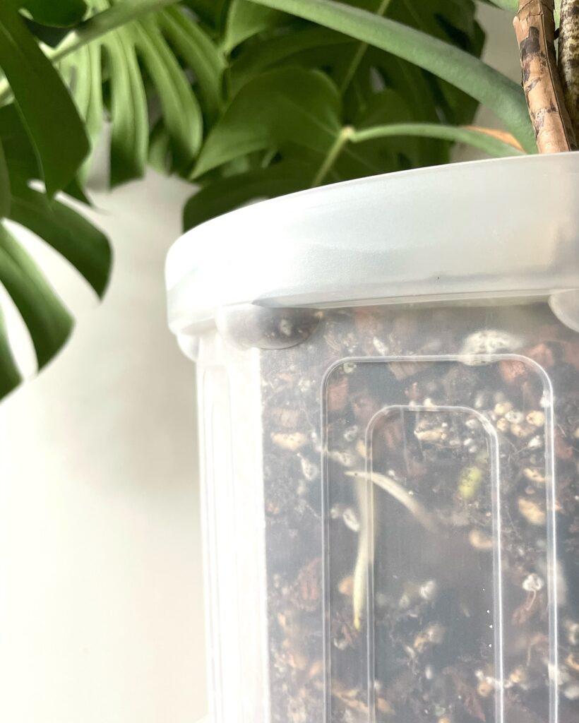 monstera soil mix 1