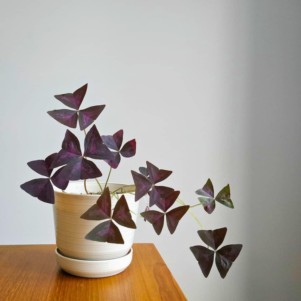 oxalis for bedroom 1
