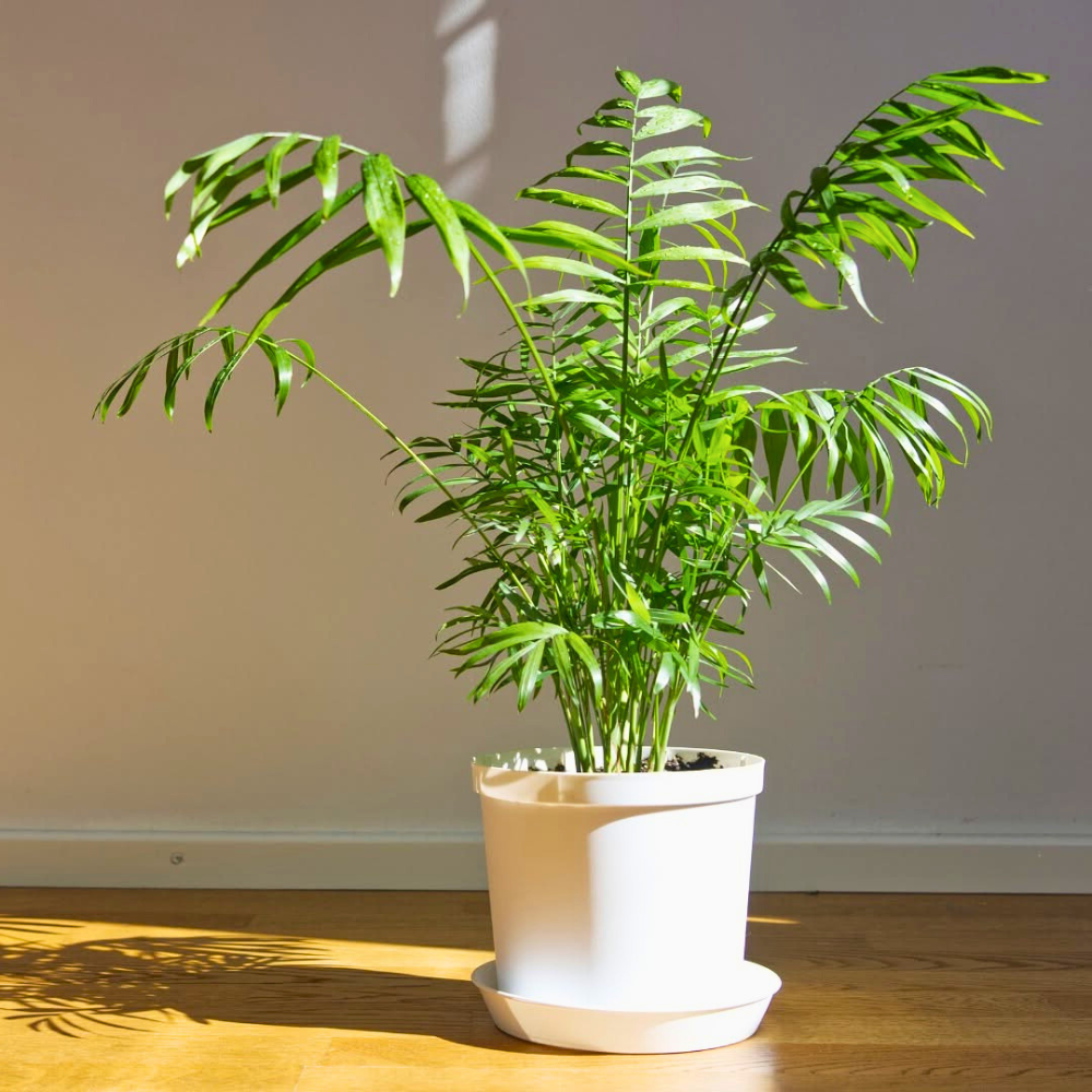 parlor palm for bedroom 1