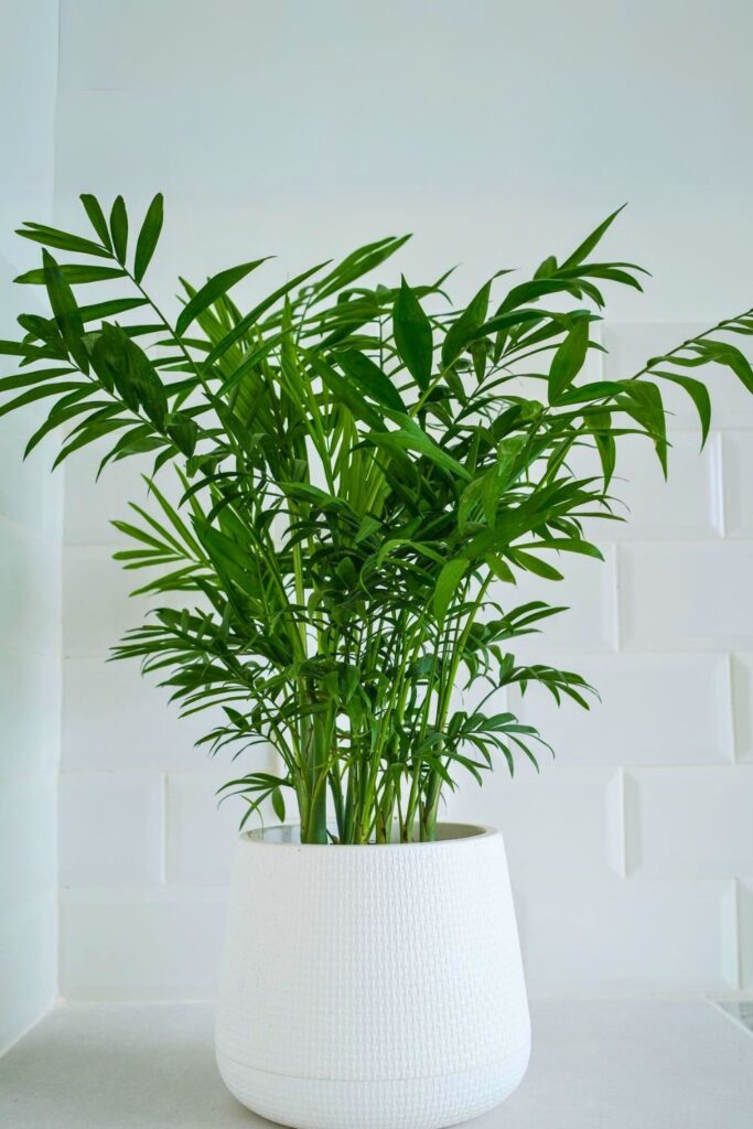 parlor palm for spring
