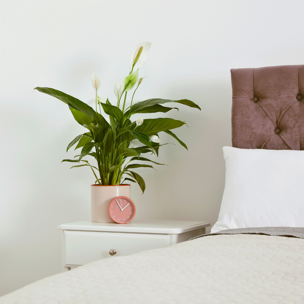 peace lily for bedroom 1
