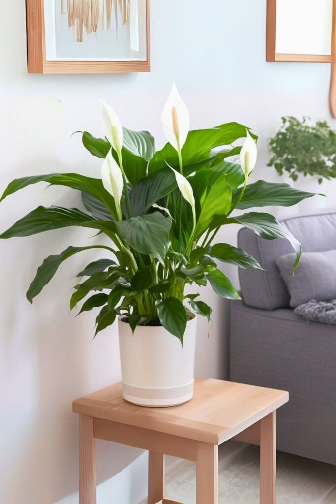 peace lily for spring
