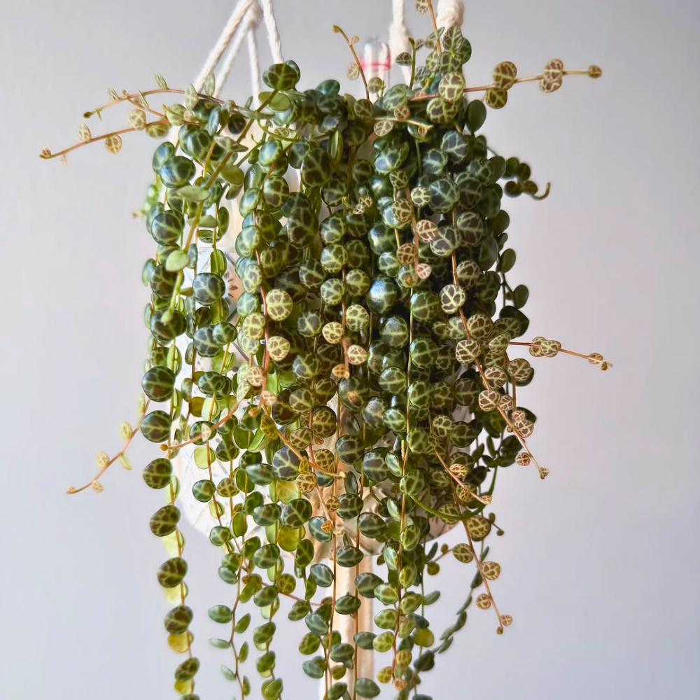 peperomia for bedroom 1