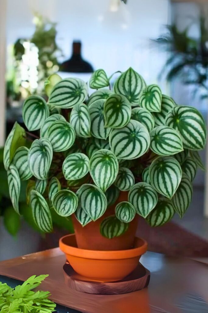 peperomia for spring