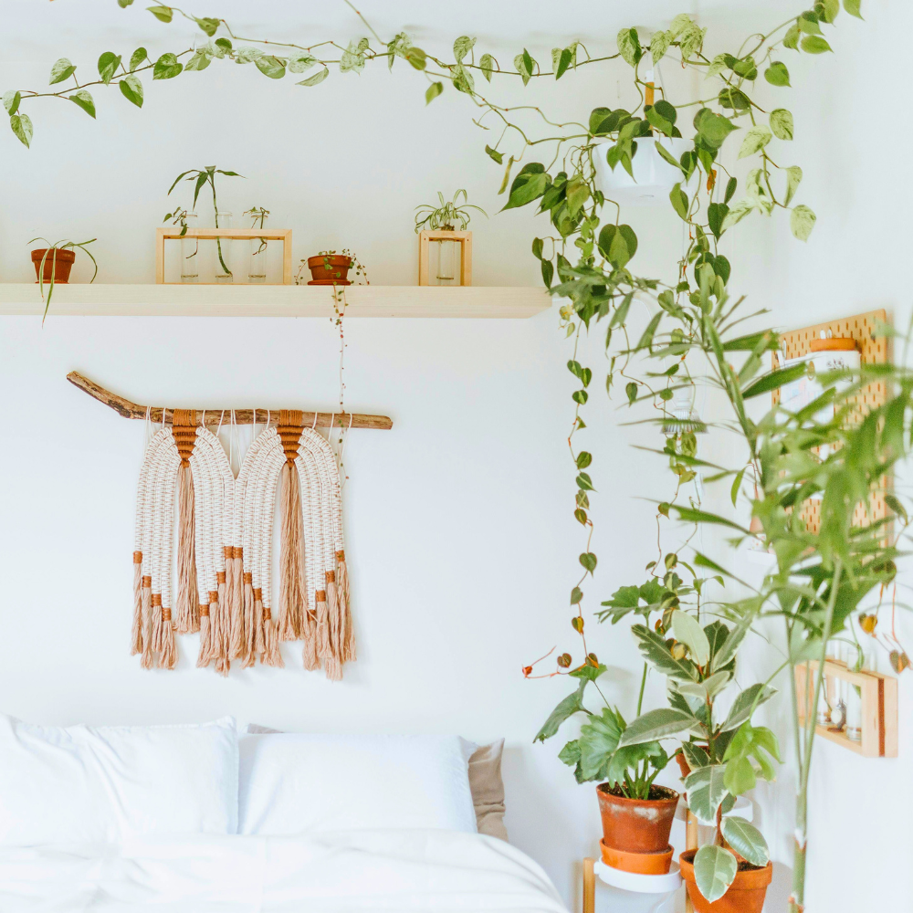 philodendron for bedroom 1