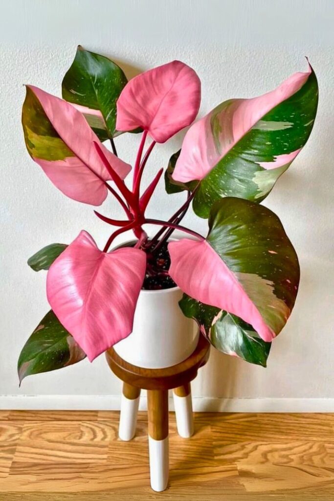 philodendron for spring