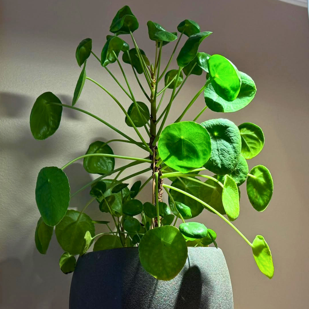 pilea for bedroom 1