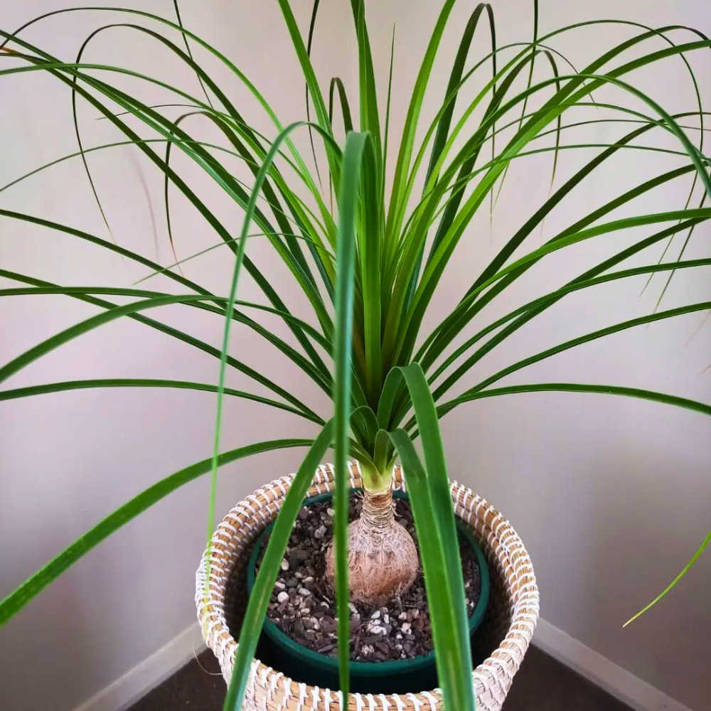 ponytail palm for bedroom 1
