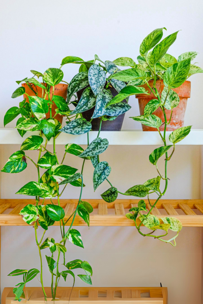 pothos for bedroom wall 1