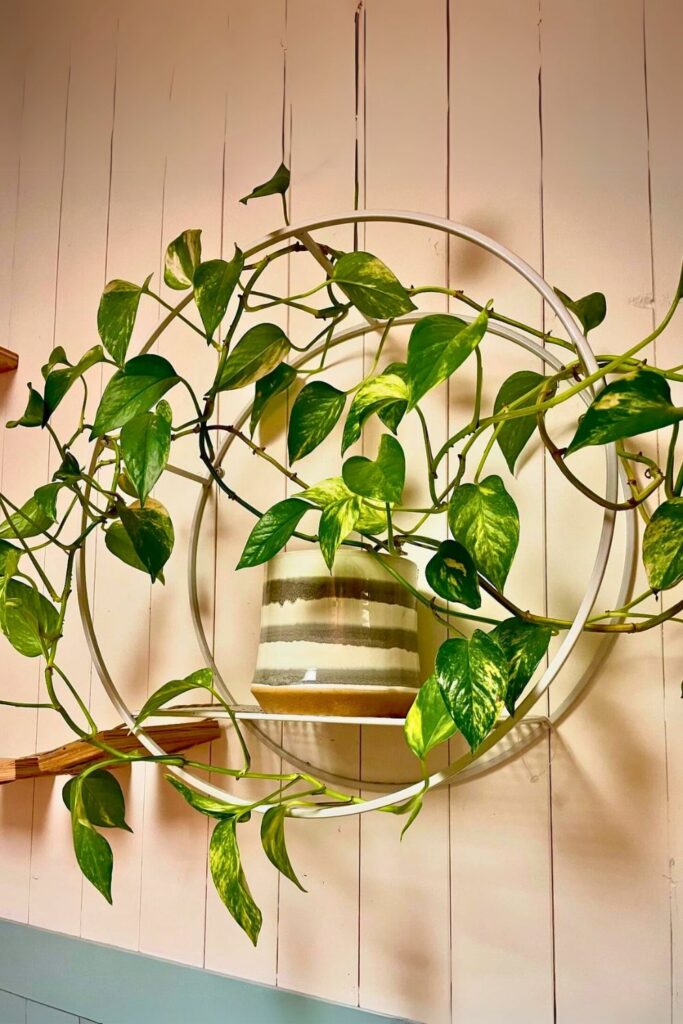 pothos for spring